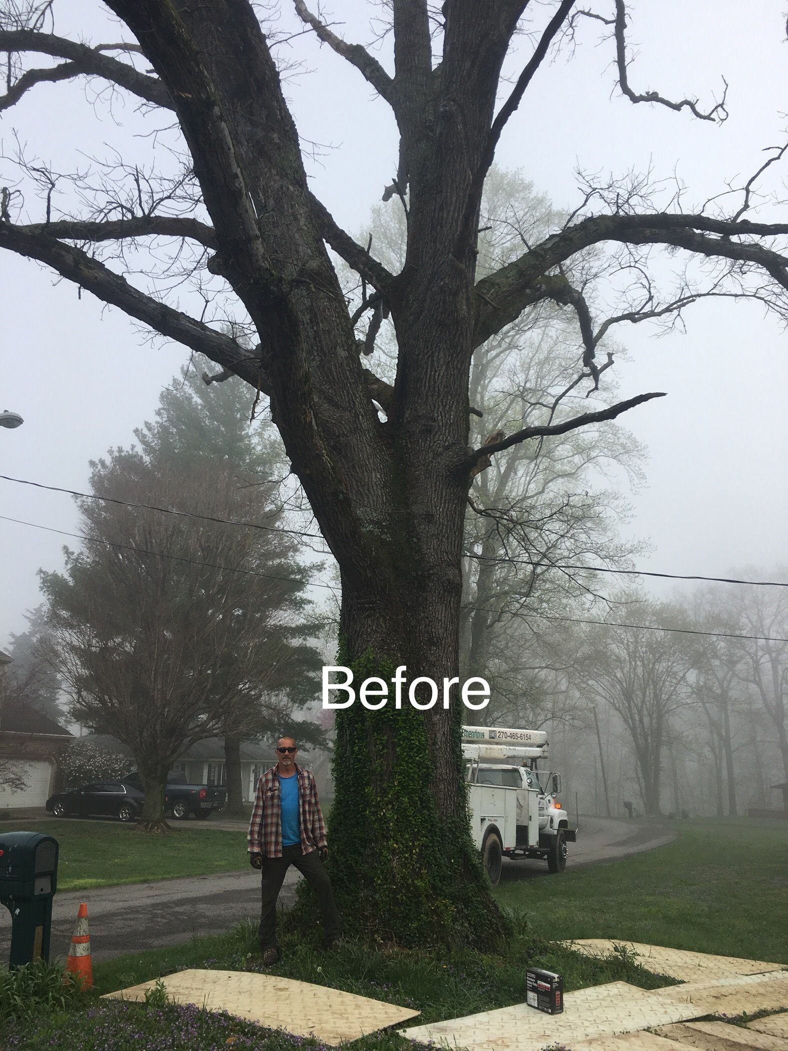 Big Old Tree — Campbellsville, KY — Ray's Tree Service LLC