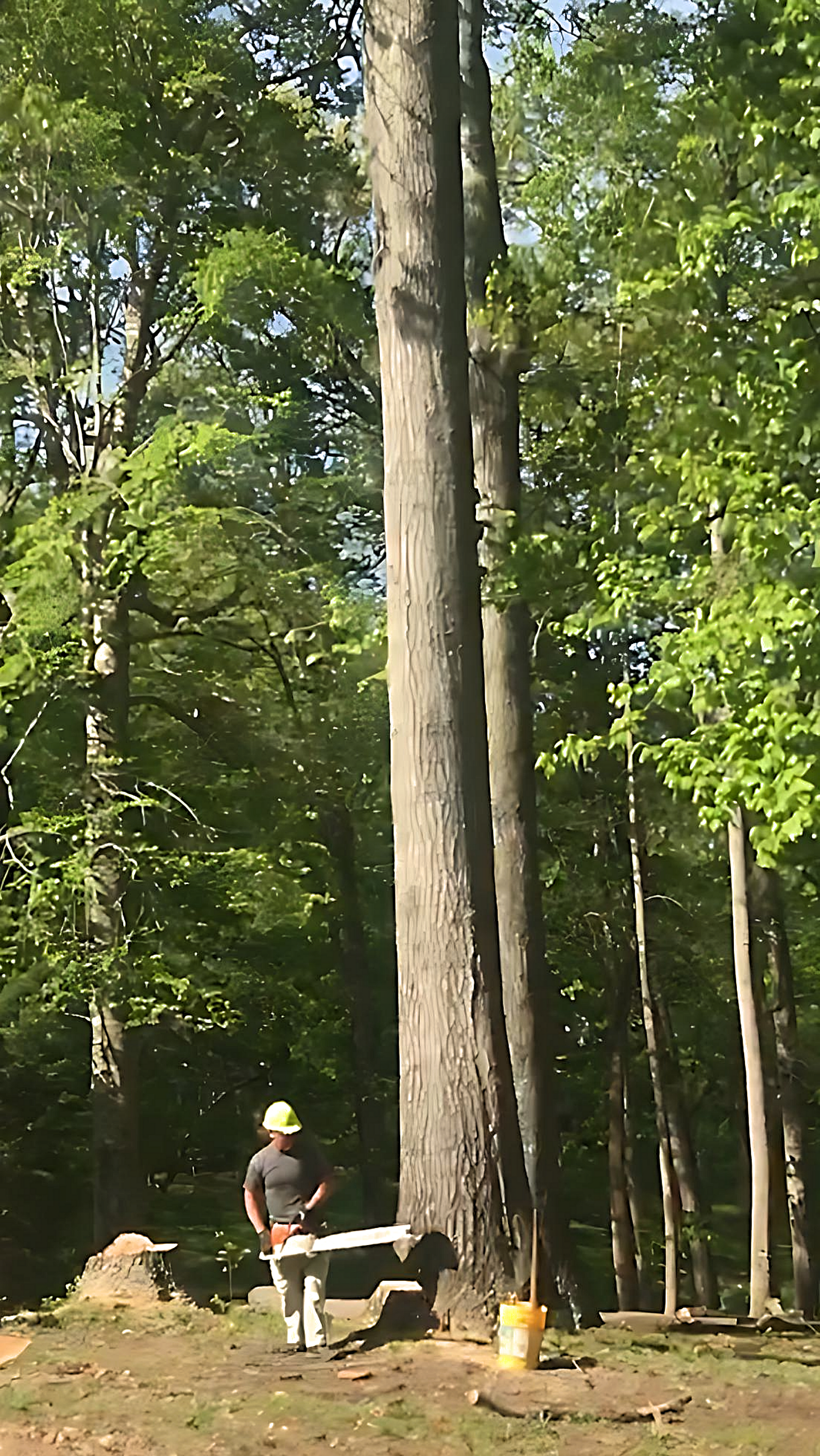 Man Holding Chainsaw — Campbellsville, KY — Ray's Tree Service LLC