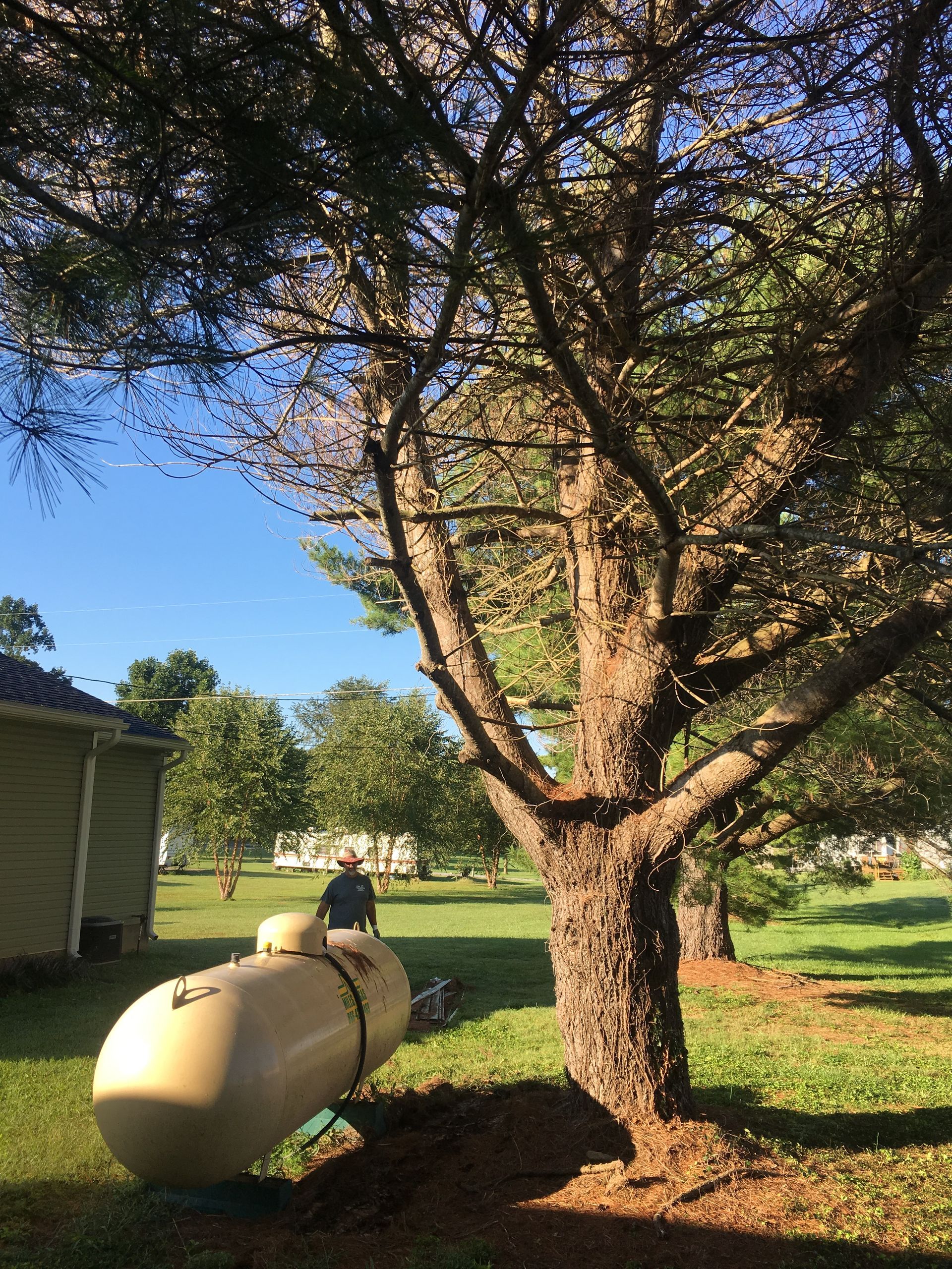 Man Beside The Big Tree — Campbellsville, KY — Ray's Tree Service LLC