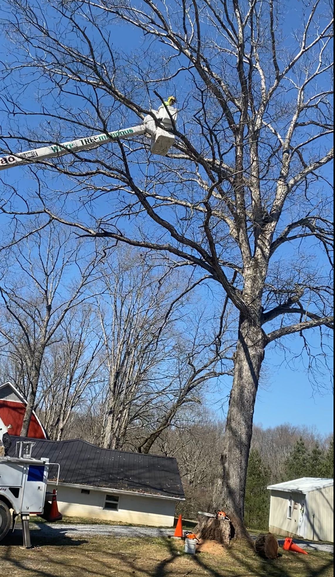 Orange Cones Beside The Big Tree — Campbellsville, KY — Ray's Tree Service LLC