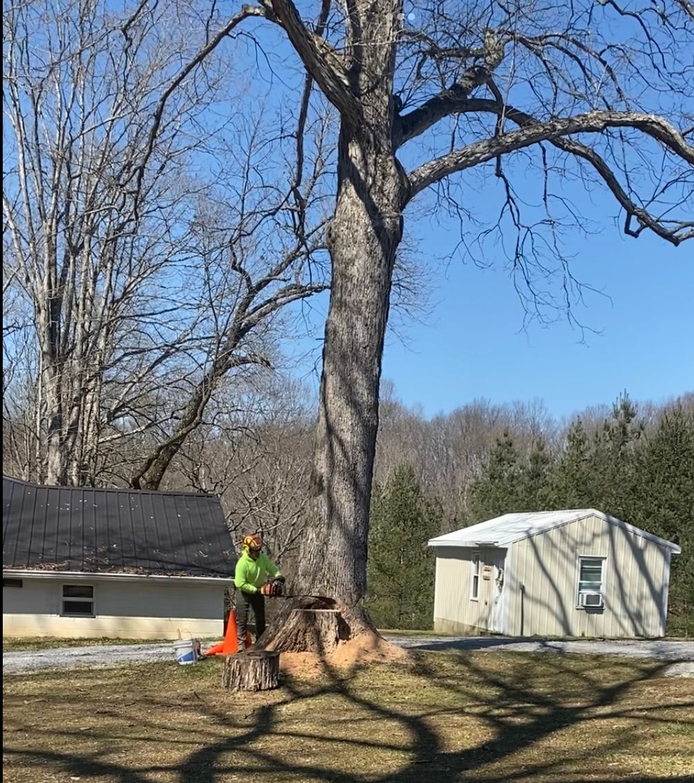Man Cutting The Big Tree — Campbellsville, KY — Ray's Tree Service LLC