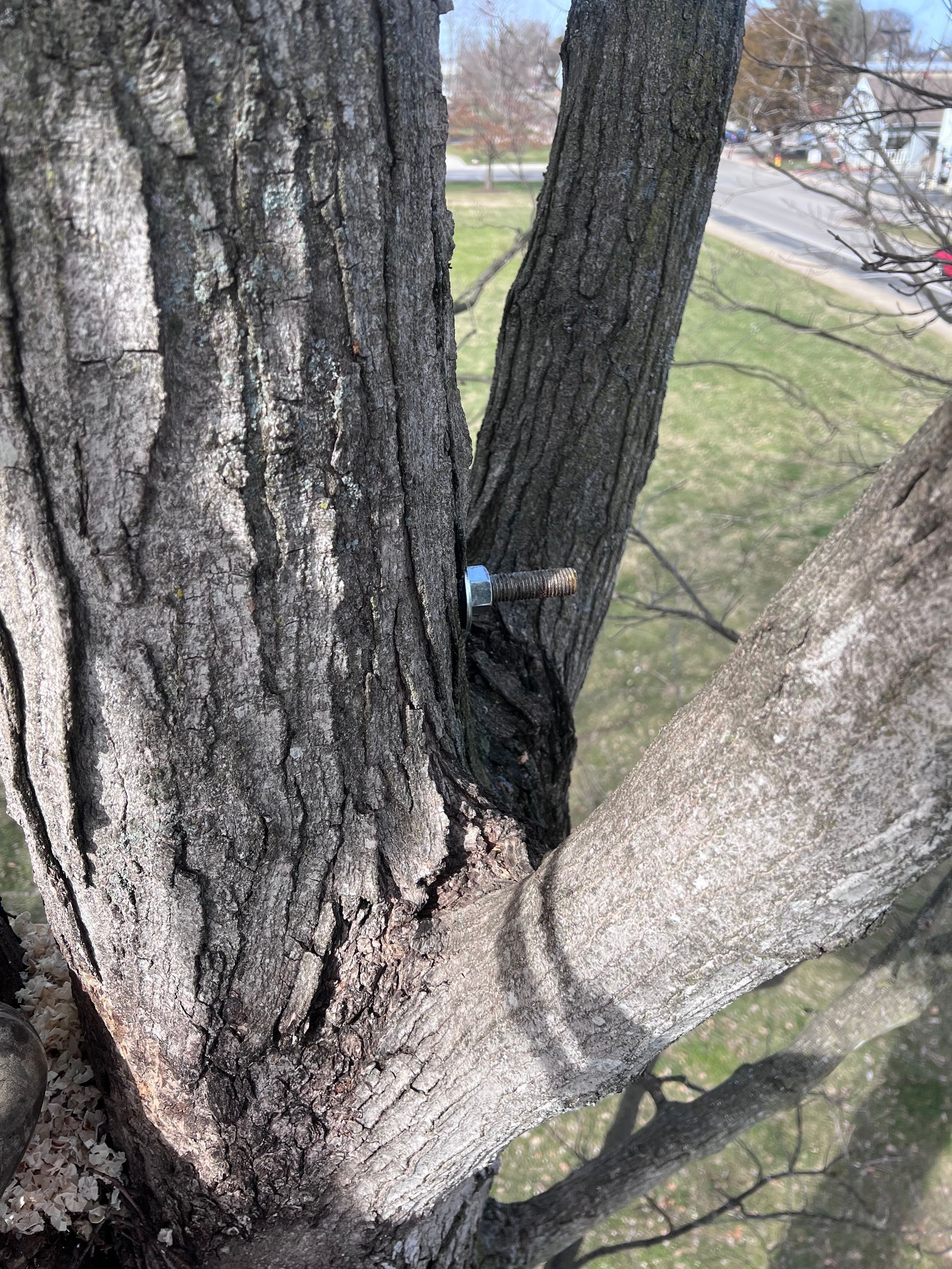 Top View Of Big Old Tree — Campbellsville, KY — Ray's Tree Service LLC