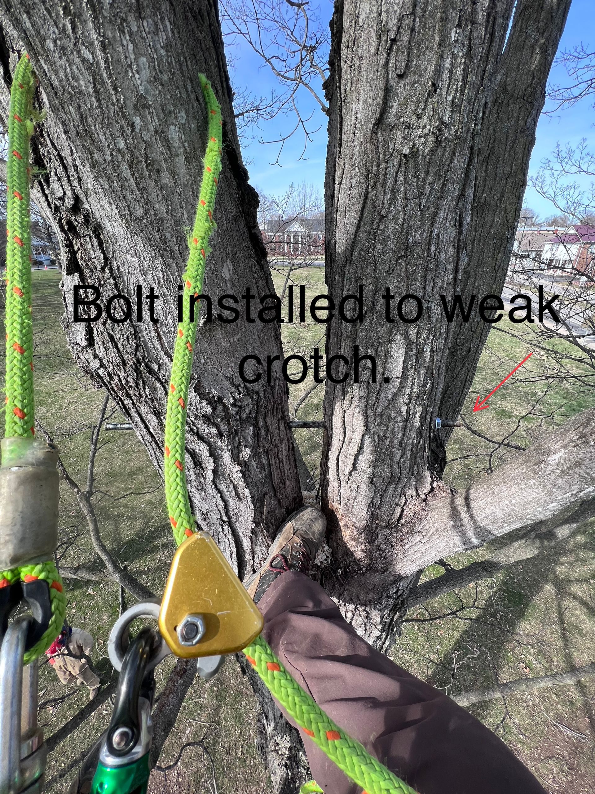 Standing On The Tree — Campbellsville, KY — Ray's Tree Service LLC