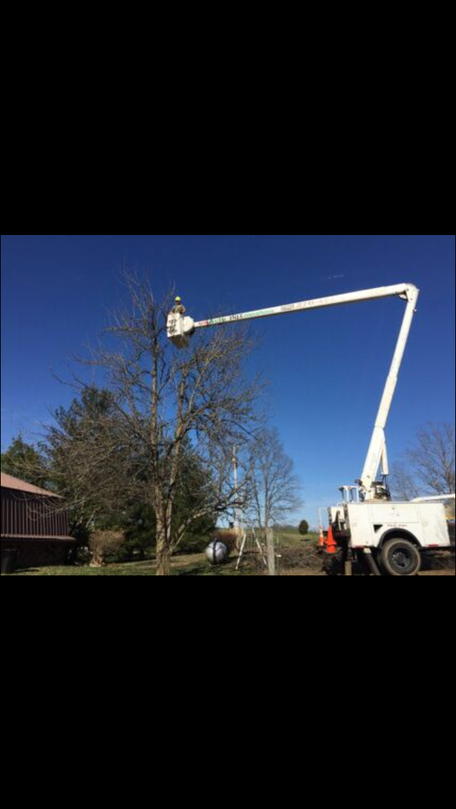 Man On The Broom Truck Inspecting Tree — Campbellsville, KY — Ray's Tree Service LLC