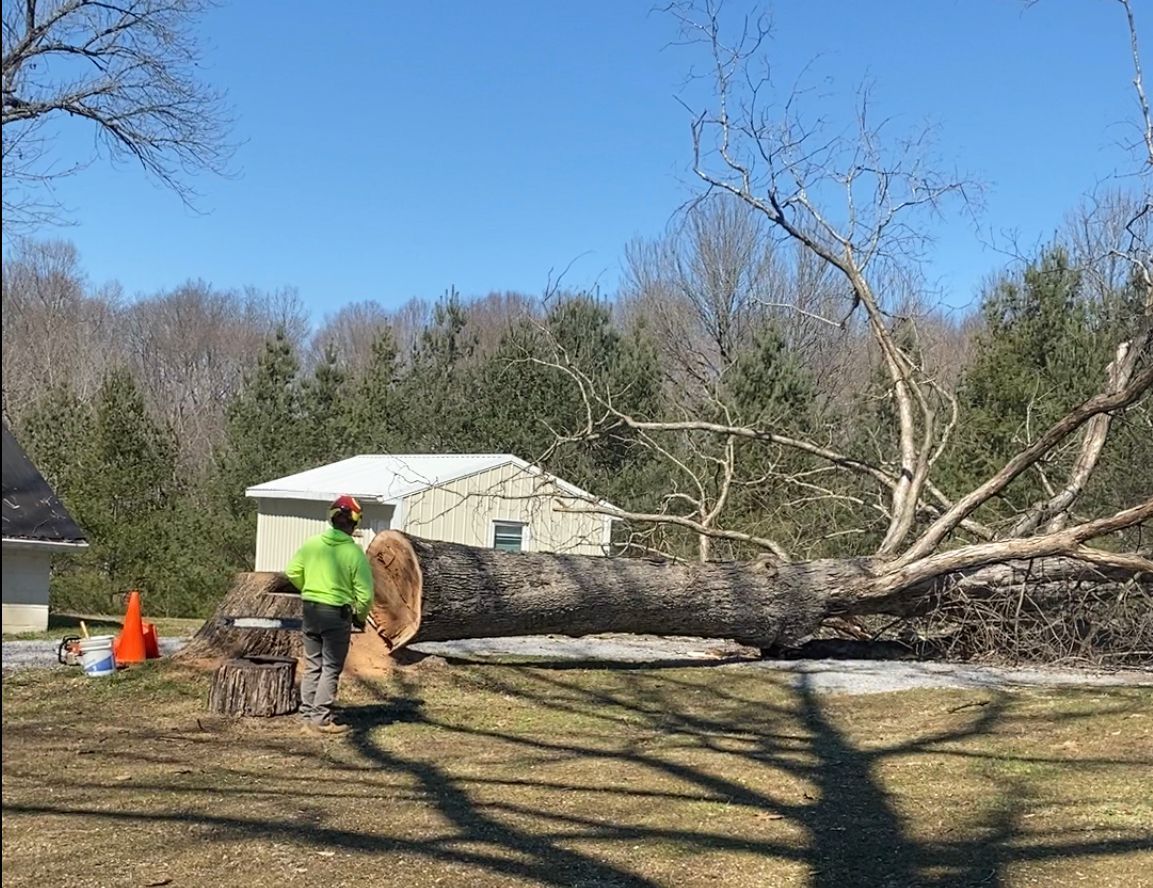 Man Beside The Tree — Campbellsville, KY — Ray's Tree Service LLC