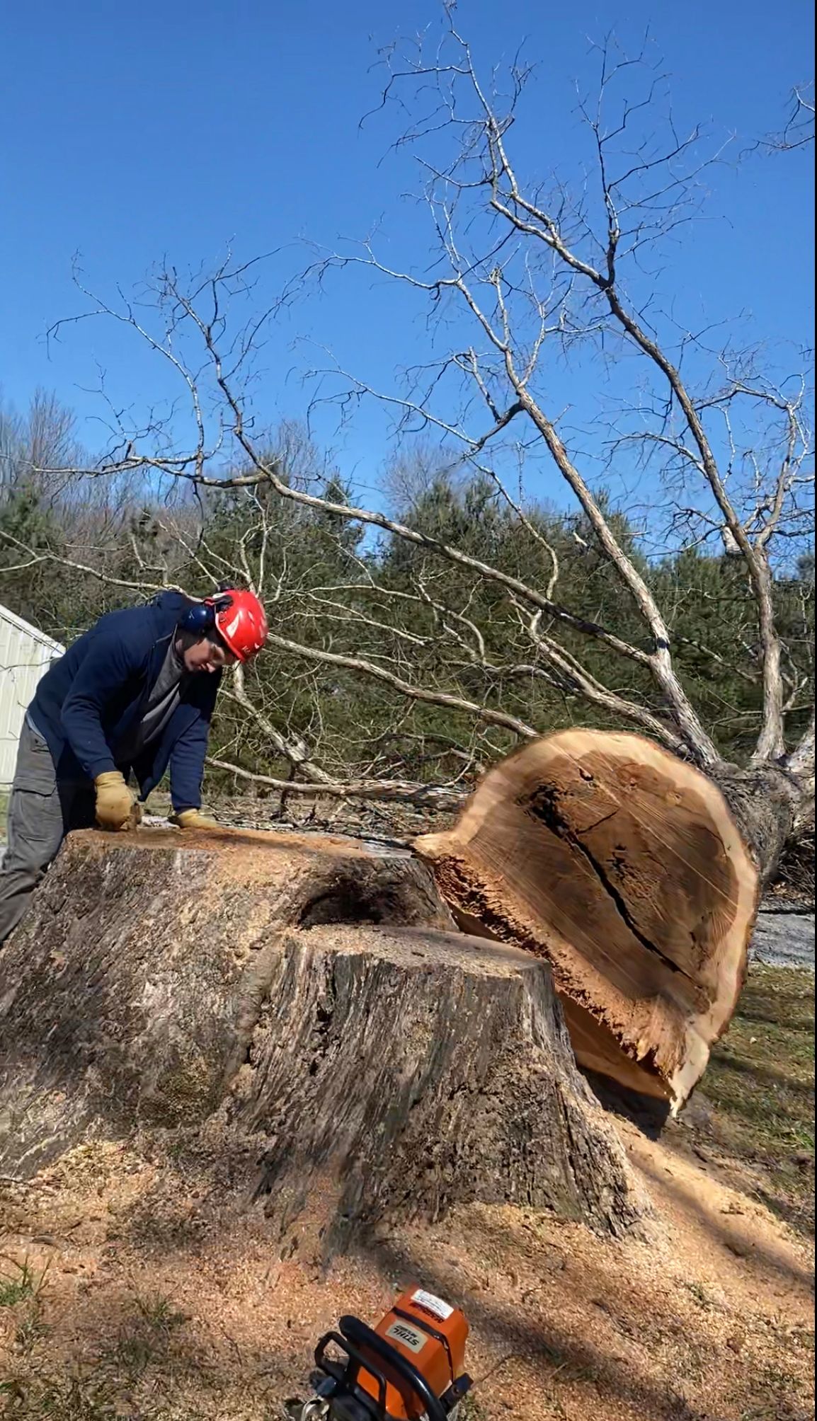 Man On The Tree Stump — Campbellsville, KY — Ray's Tree Service LLC