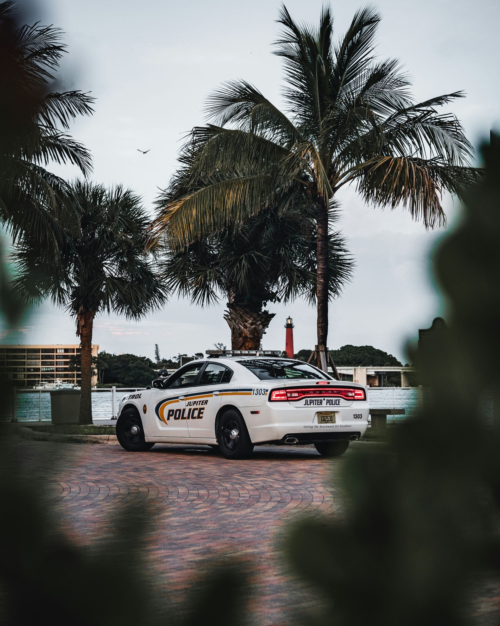 A police car is parked in front of a palm tree.