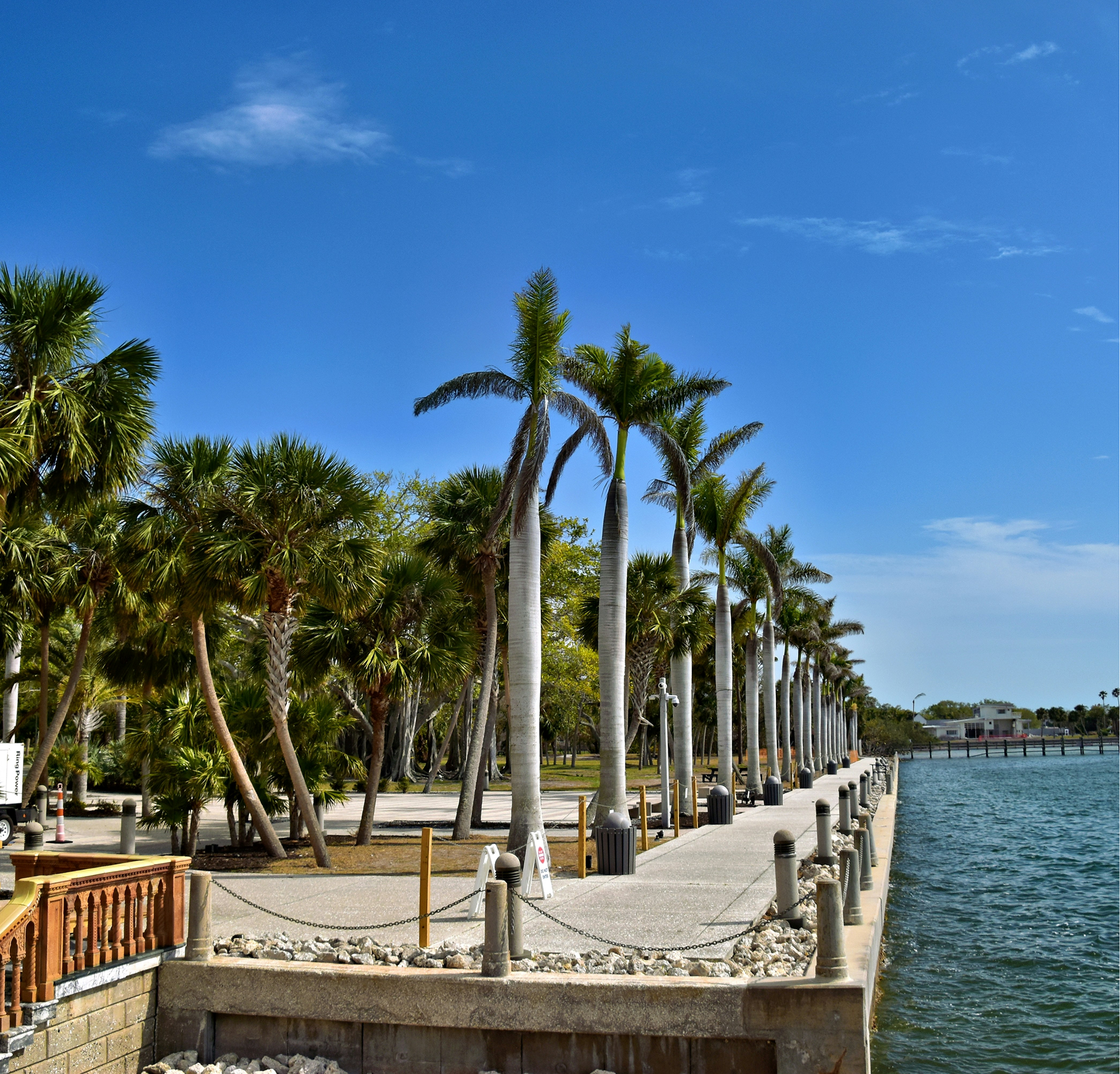 A row of palm trees along the edge of a body of water