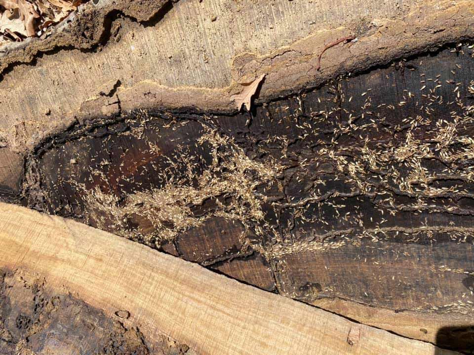 A Close Up Of A Piece Of Wood With A Leaf On It — Cantips Pest Control in Albury, NSW