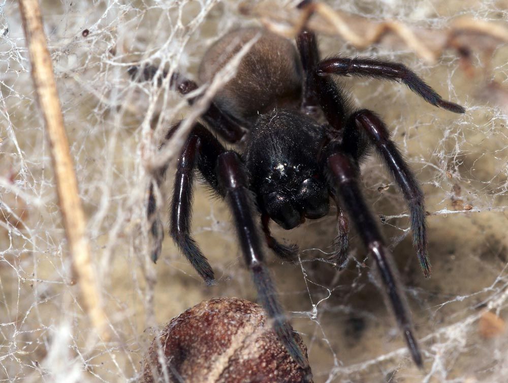 A Black Spider Is Sitting On A Rock In A Web — Cantips Pest Control in Albury, NSW