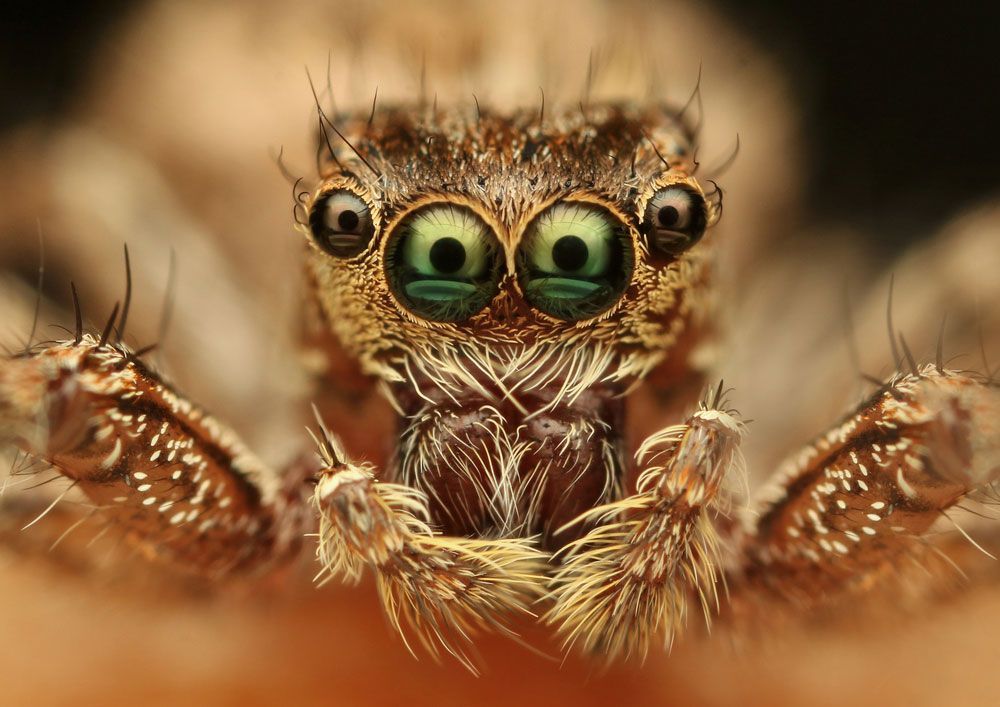 A Close Up Of A Jumping Spider With Green Eyes — Cantips Pest Control in Albury, NSW