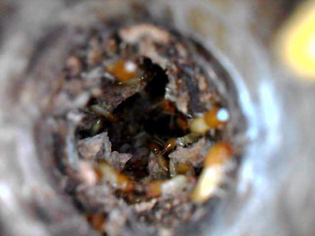 A Close Up Of A Piece Of Food With A Hole In It — Cantips Pest Control in Albury, NSW