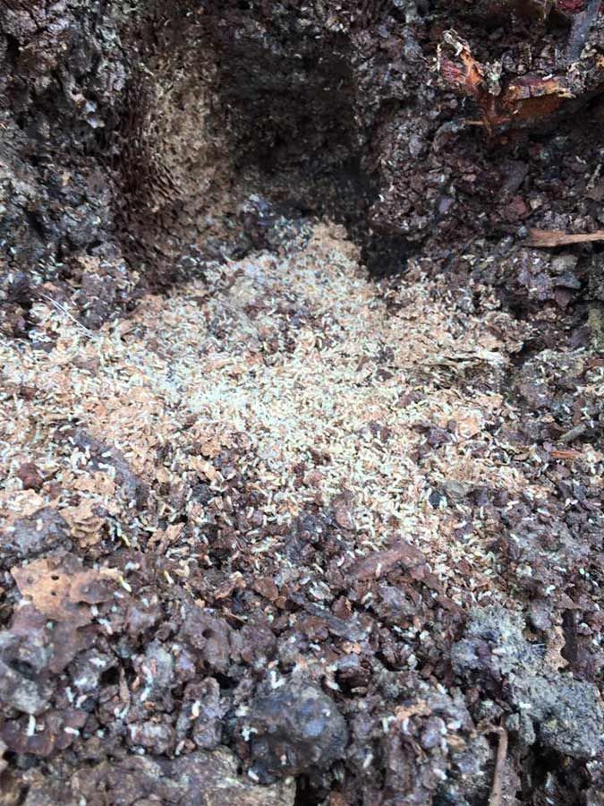 A Close Up Of A Pile Of Dirt And Rocks — Cantips Pest Control in Albury, NSW
