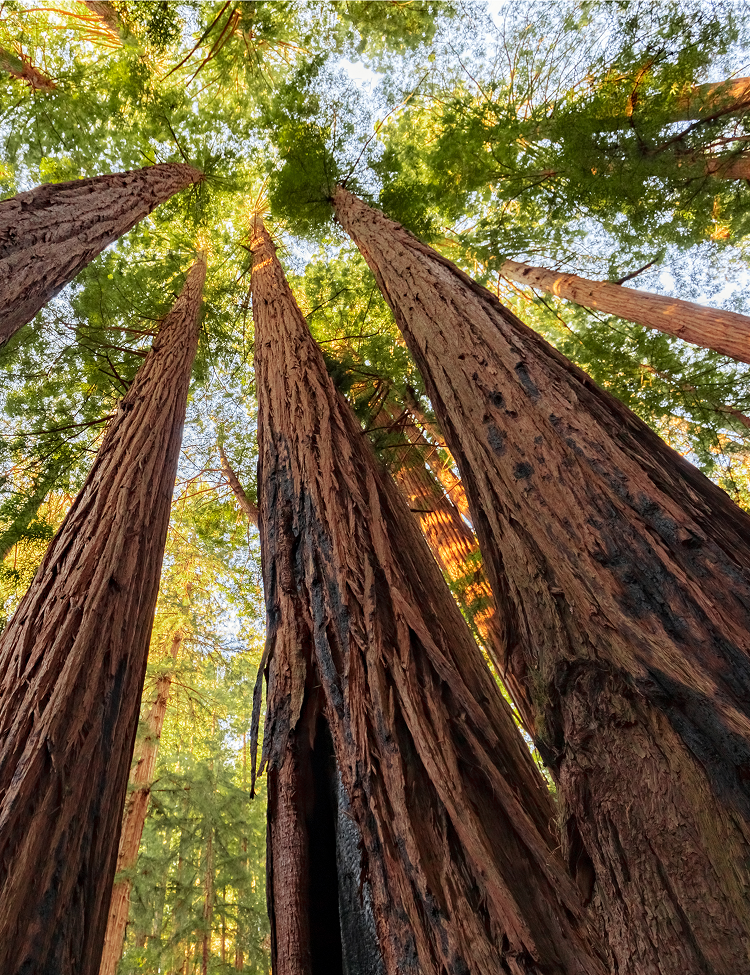 Tall redwood trees reaching towards the sky, their reddish-brown bark contrasting with green leaves.