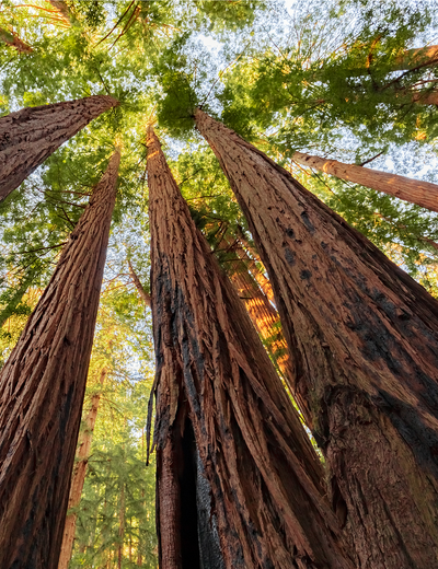 Tall redwood trees reaching towards the sky, their reddish-brown bark contrasting with green leaves.