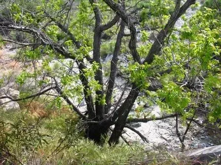 California Black Walnut