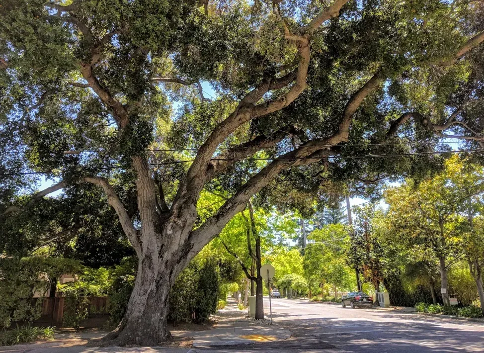 California Live Oak