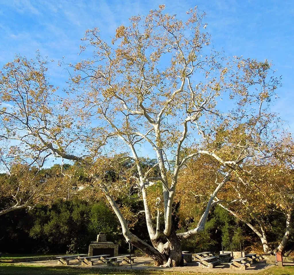 California Sycamore