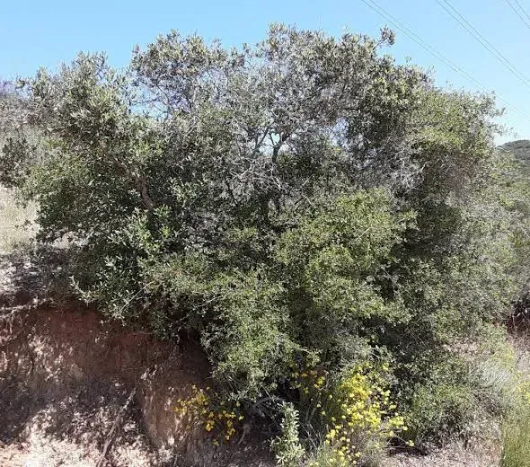 Coastal Scrub Oak