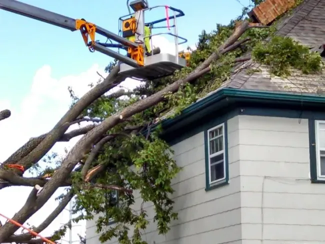 24/7 emergency tree service Newark