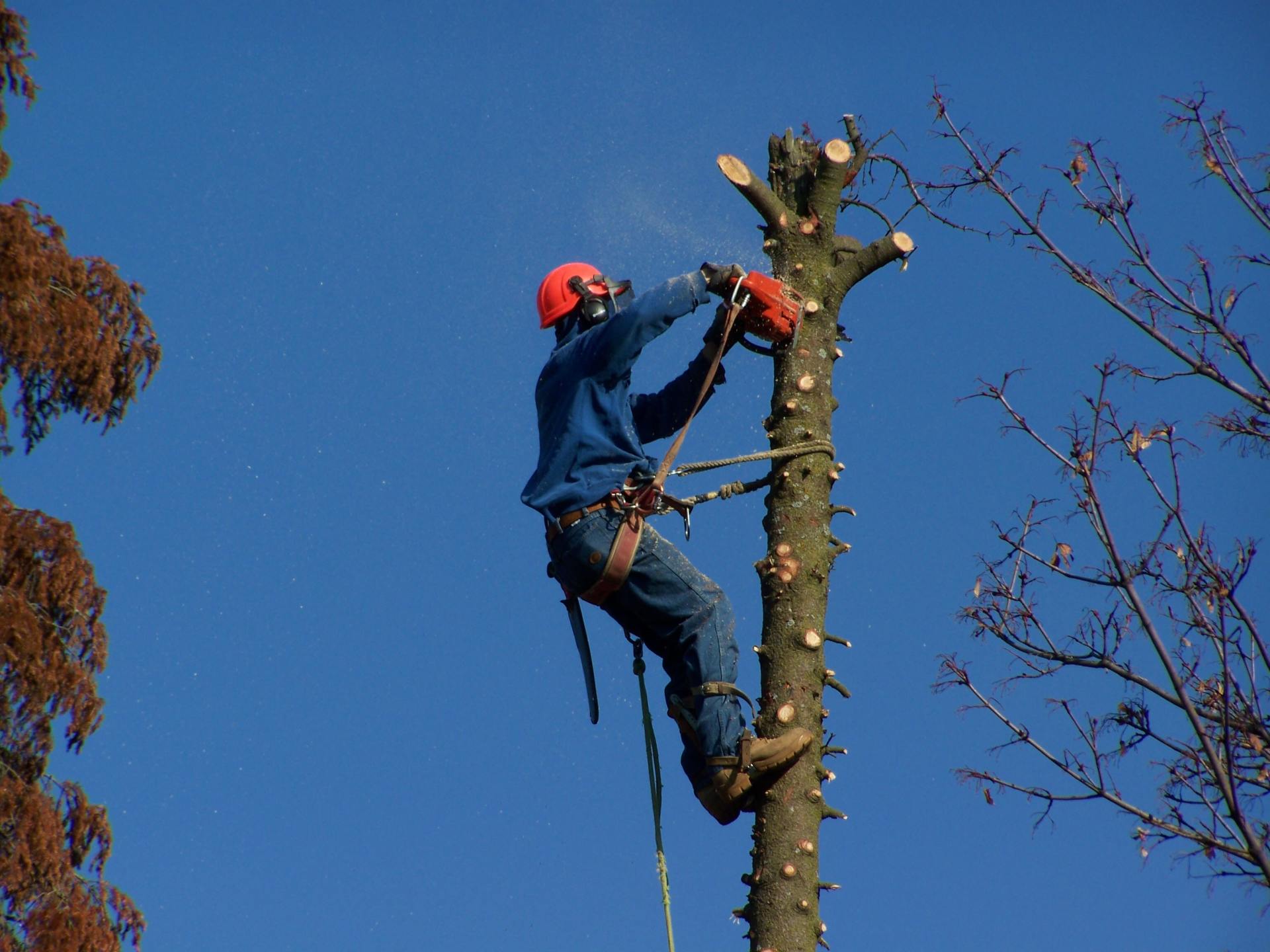 SAFE, affordable tree trimming ,tree removals and stump grinding