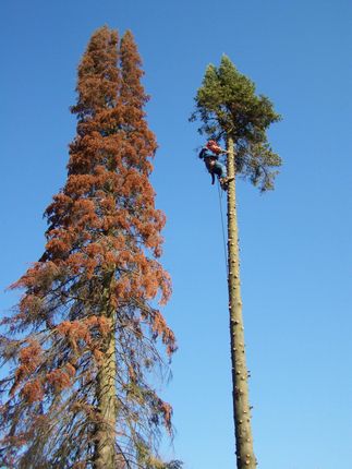 Tall Tree Cutting - Tree Service in Prole, IA