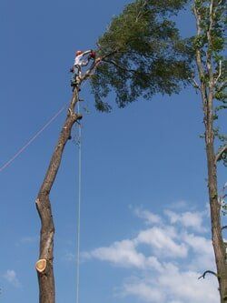 man cutting the tree - Tree Service in Prole, IA