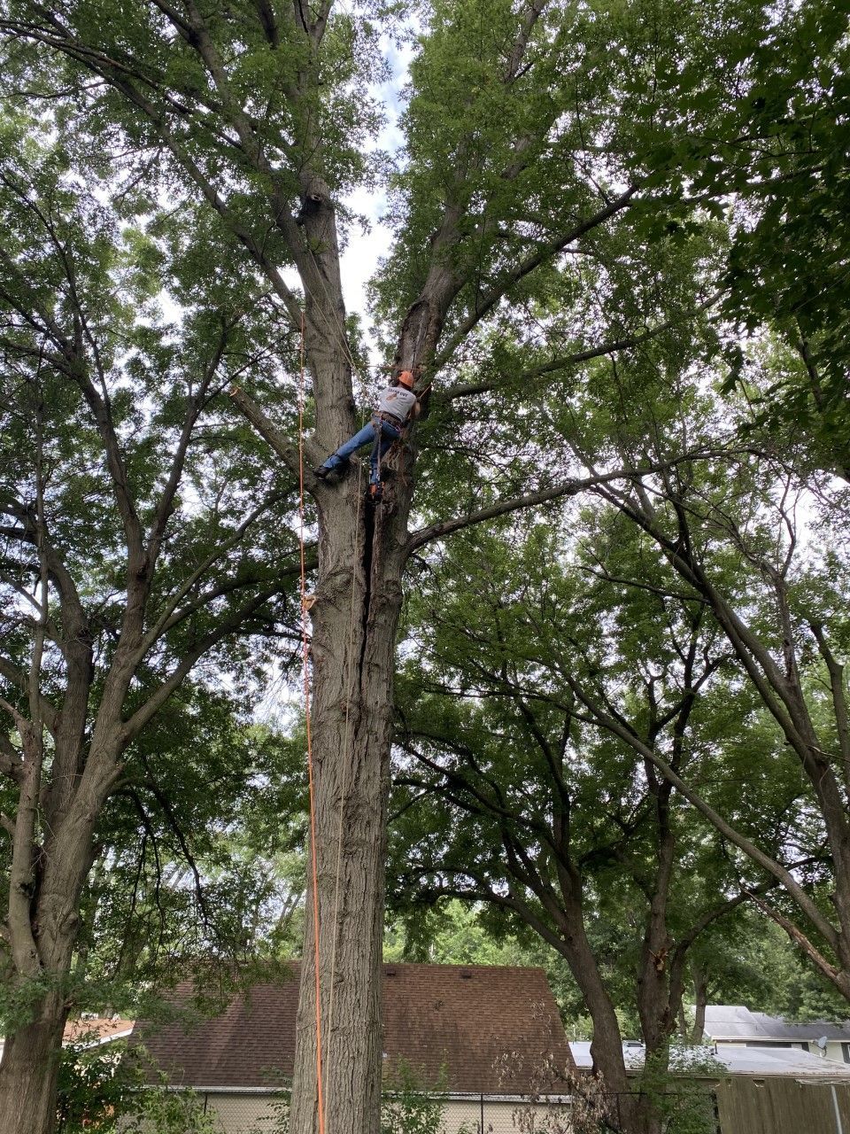 man cutting trunk - Tree Service in Prole, IA