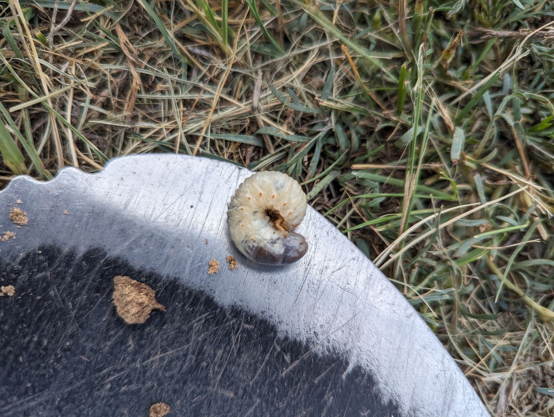 A larva is crawling on a blade of a lawn mower.