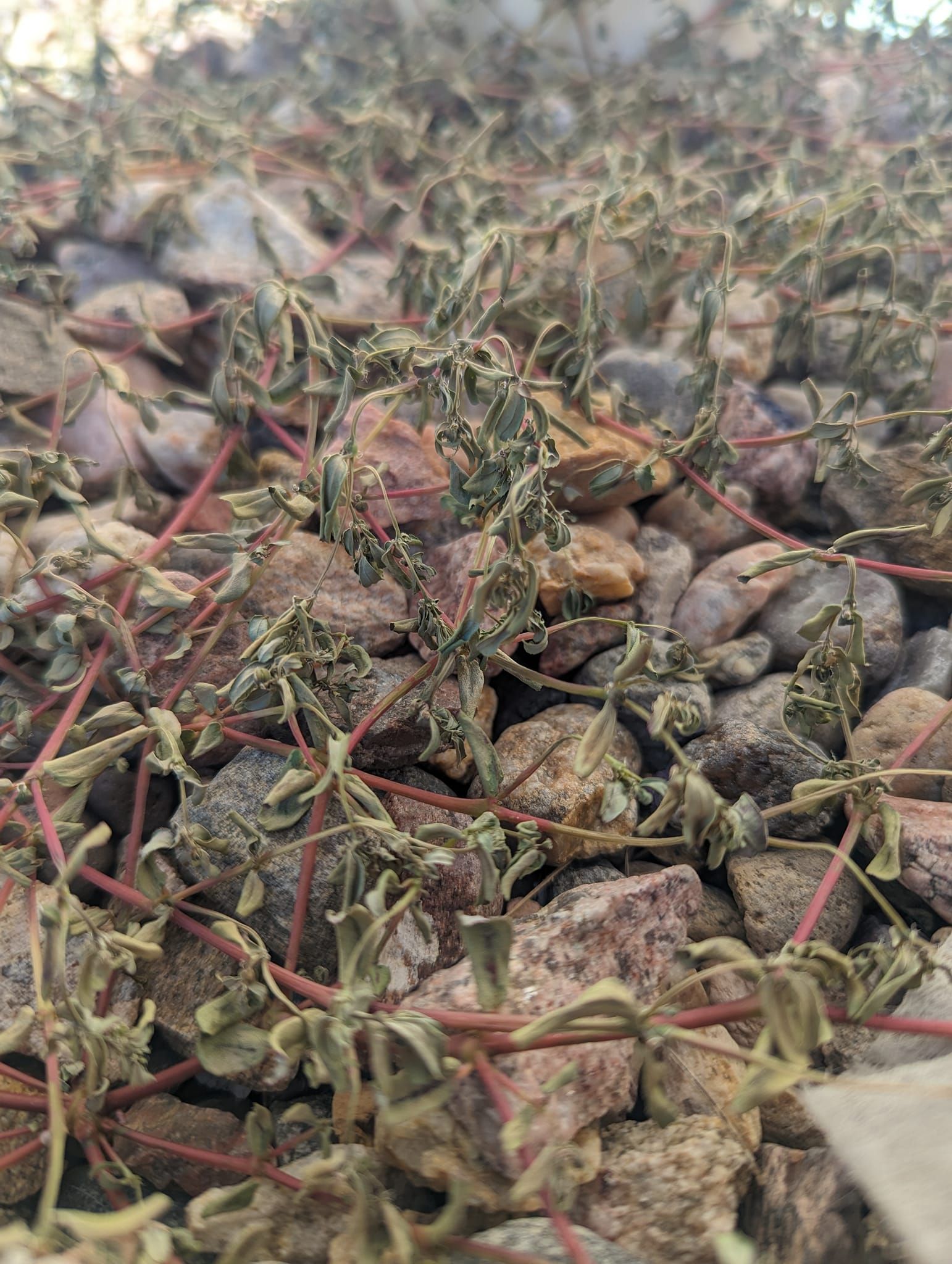 A close up of a pile of rocks and plants.