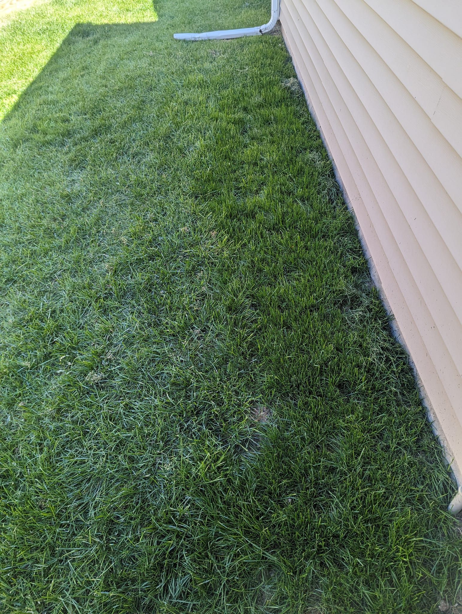 A close up of a lush green lawn next to a house.