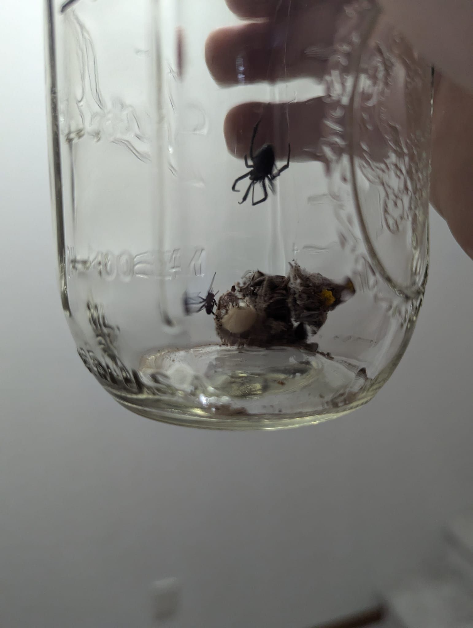 A person is holding a jar with a spider in it.