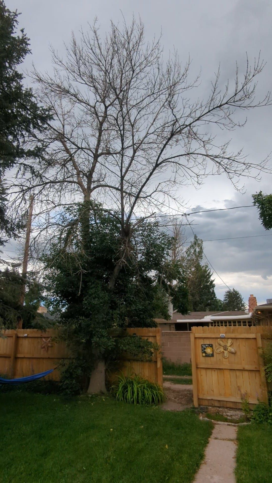 A backyard with a wooden fence and a tree without leaves.