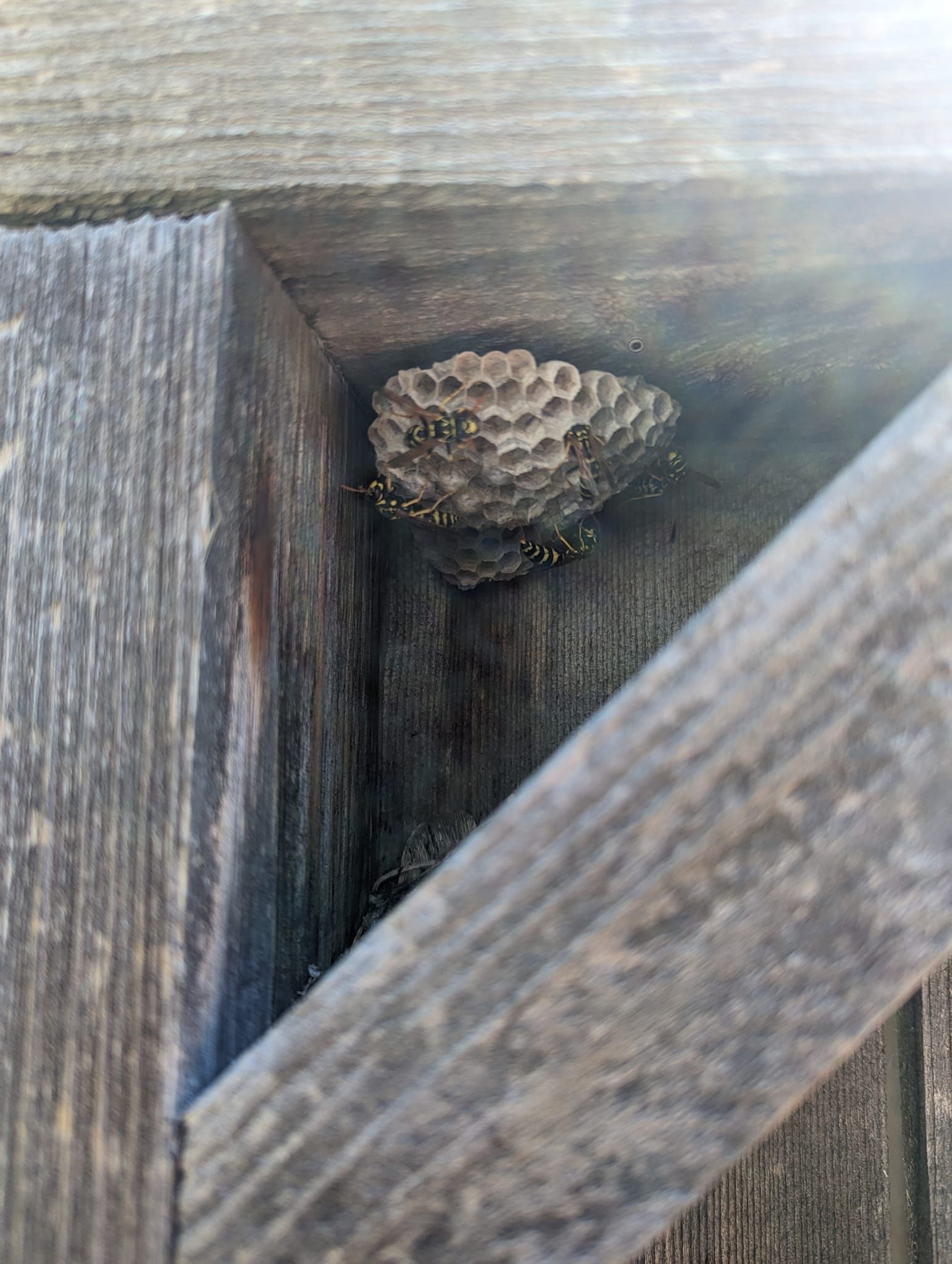 A wasp nest is sitting in the corner of a wooden fence.