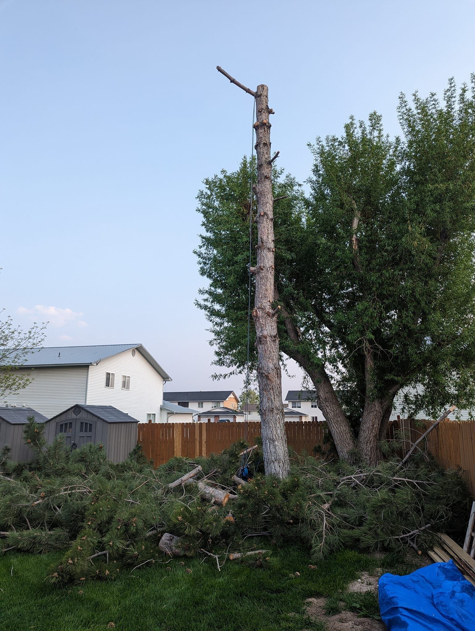 A tree that has been cut down in a backyard with a house in the background.
