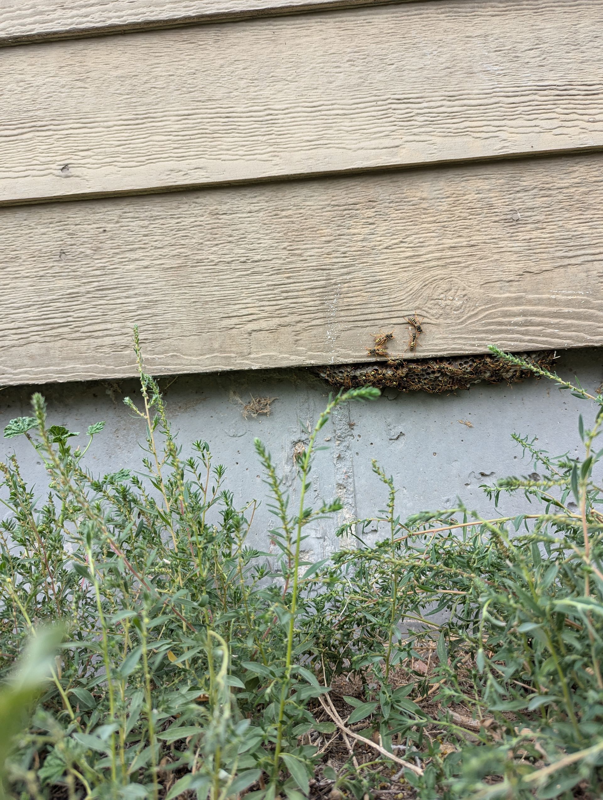 A close up of a house with a lot of ants on it.