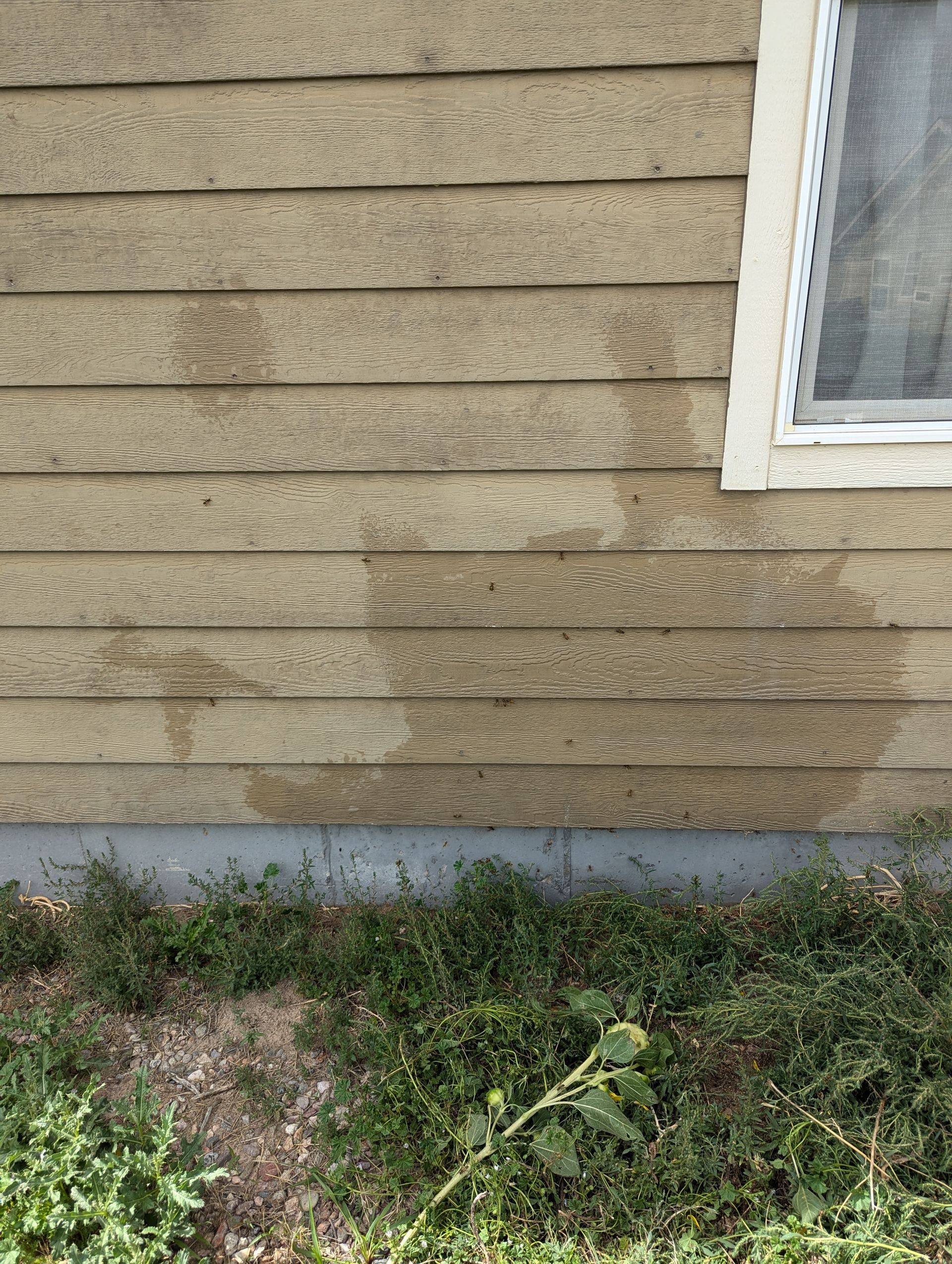 A house with a window and a lot of weeds on the side of it.