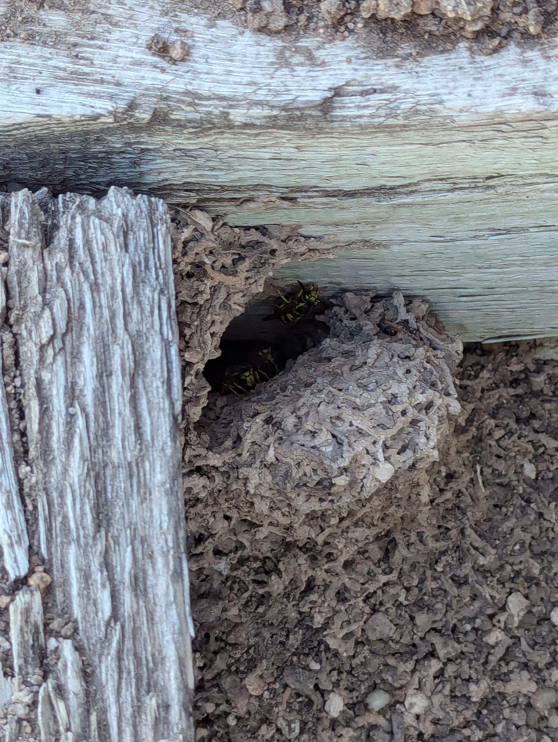 A wasp is sitting in a hole in a tree trunk.