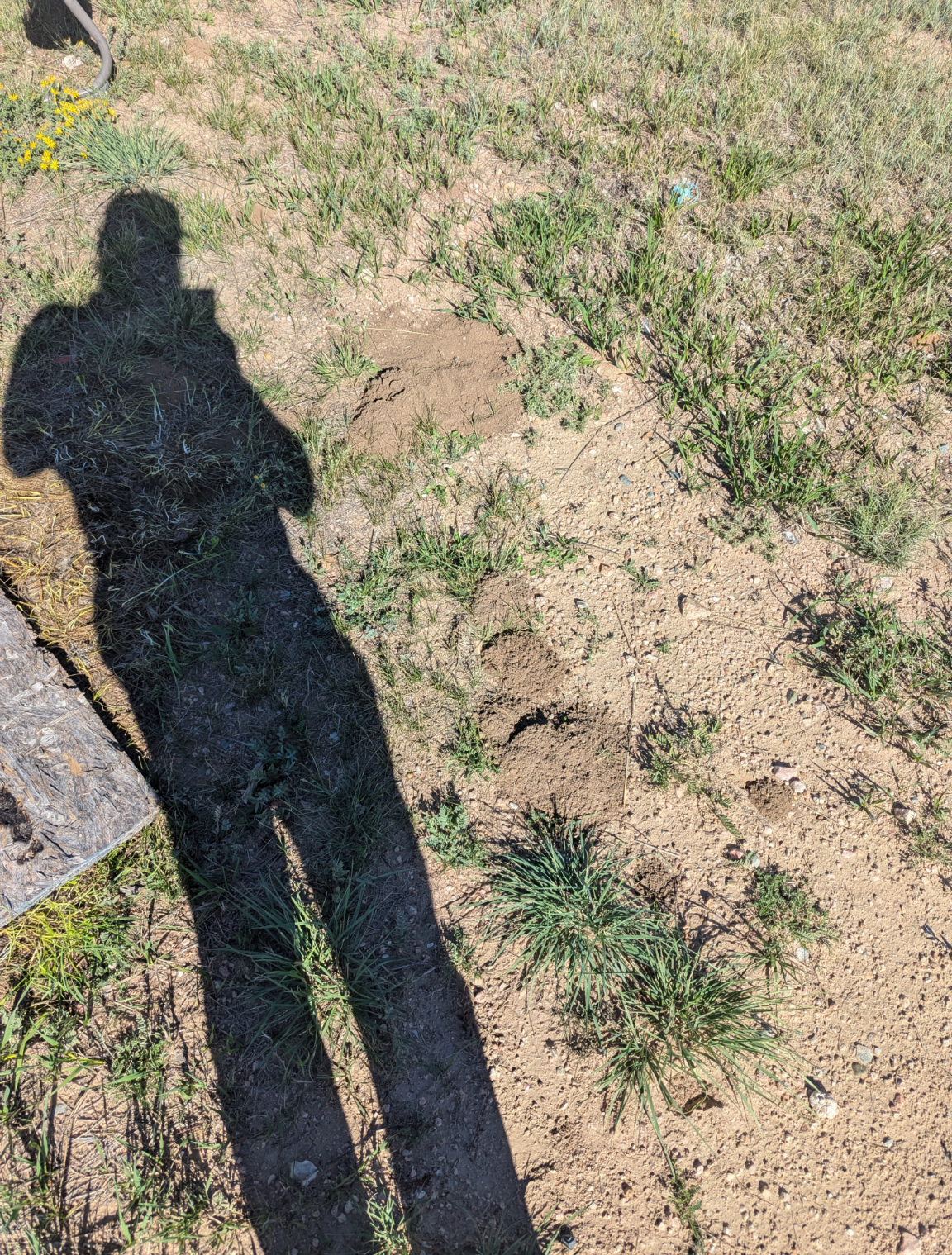 A person 's shadow is cast on the ground in a field.
