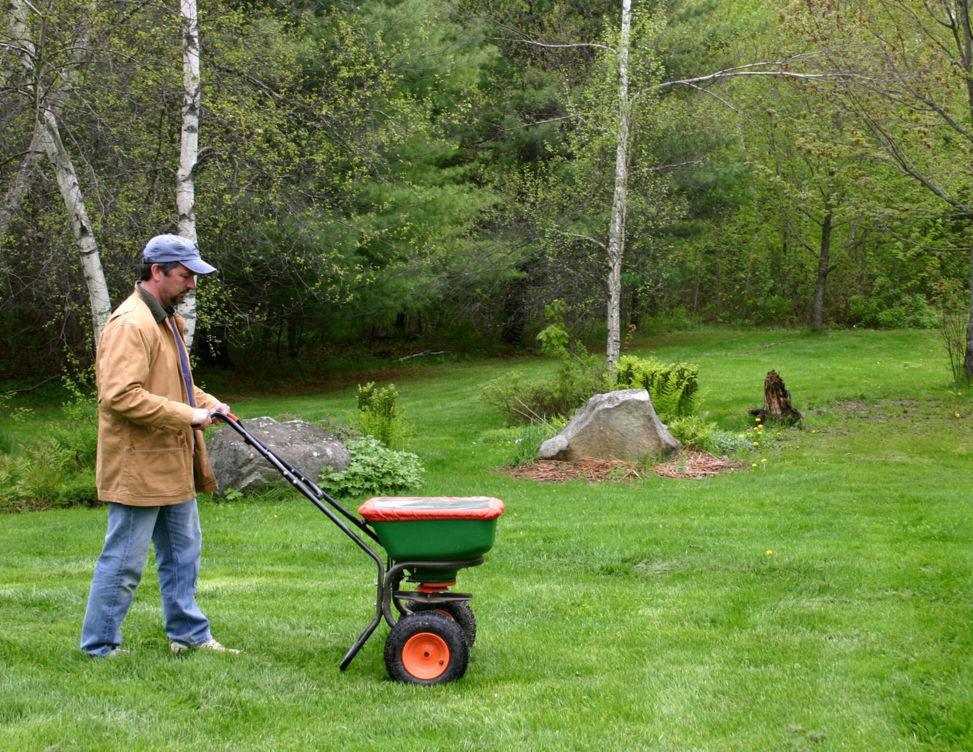 A man is spreading fertilizer on a lush green lawn.