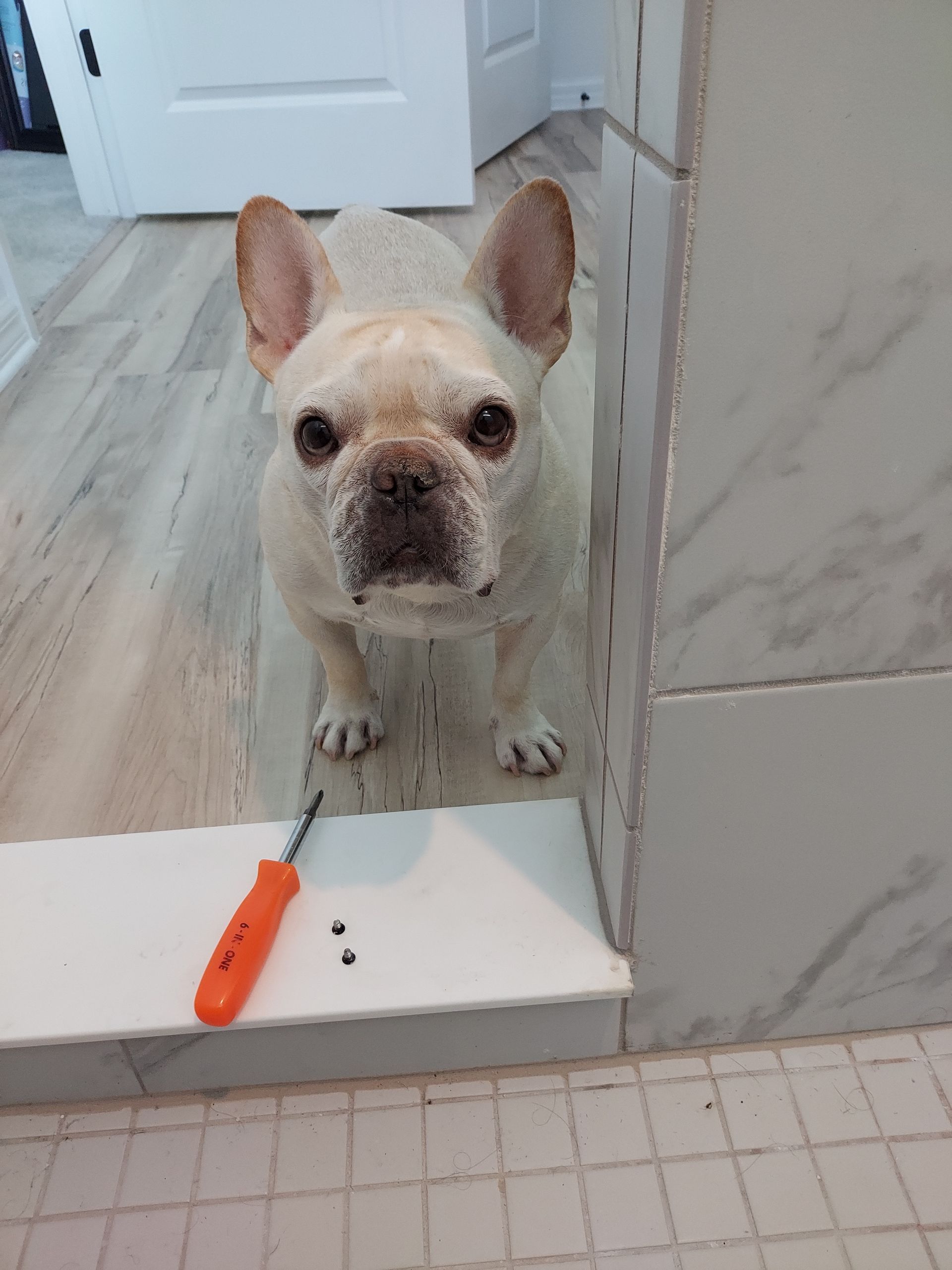 A french bulldog is standing next to a screwdriver on a tiled floor.