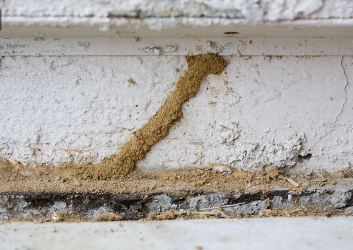 A close up of a termite tunnel on a white wall.