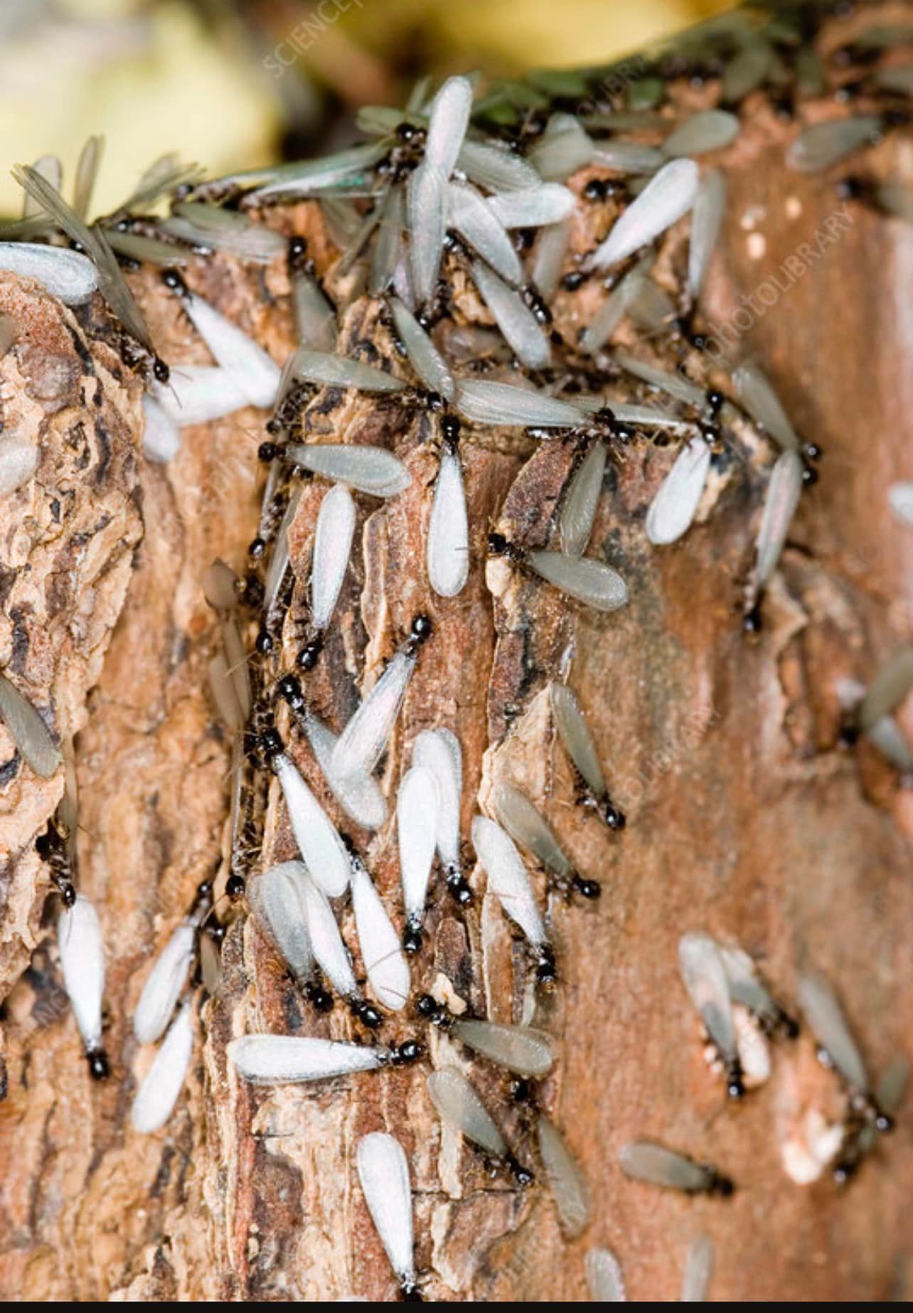 A bunch of termites are crawling on a tree trunk.