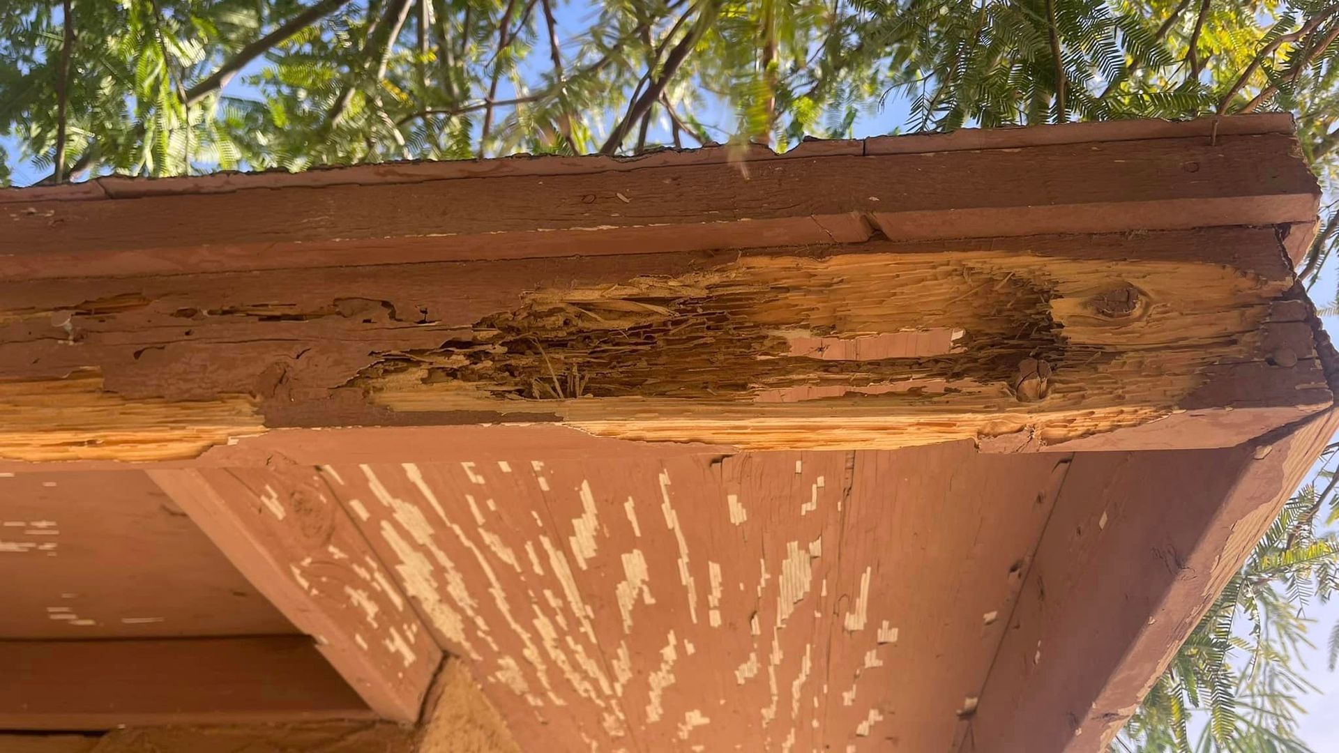 A close up of a wooden roof with termites eating it.