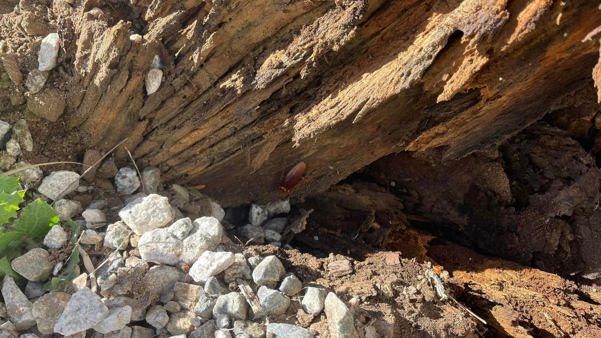 A close up of a piece of wood surrounded by rocks and dirt.