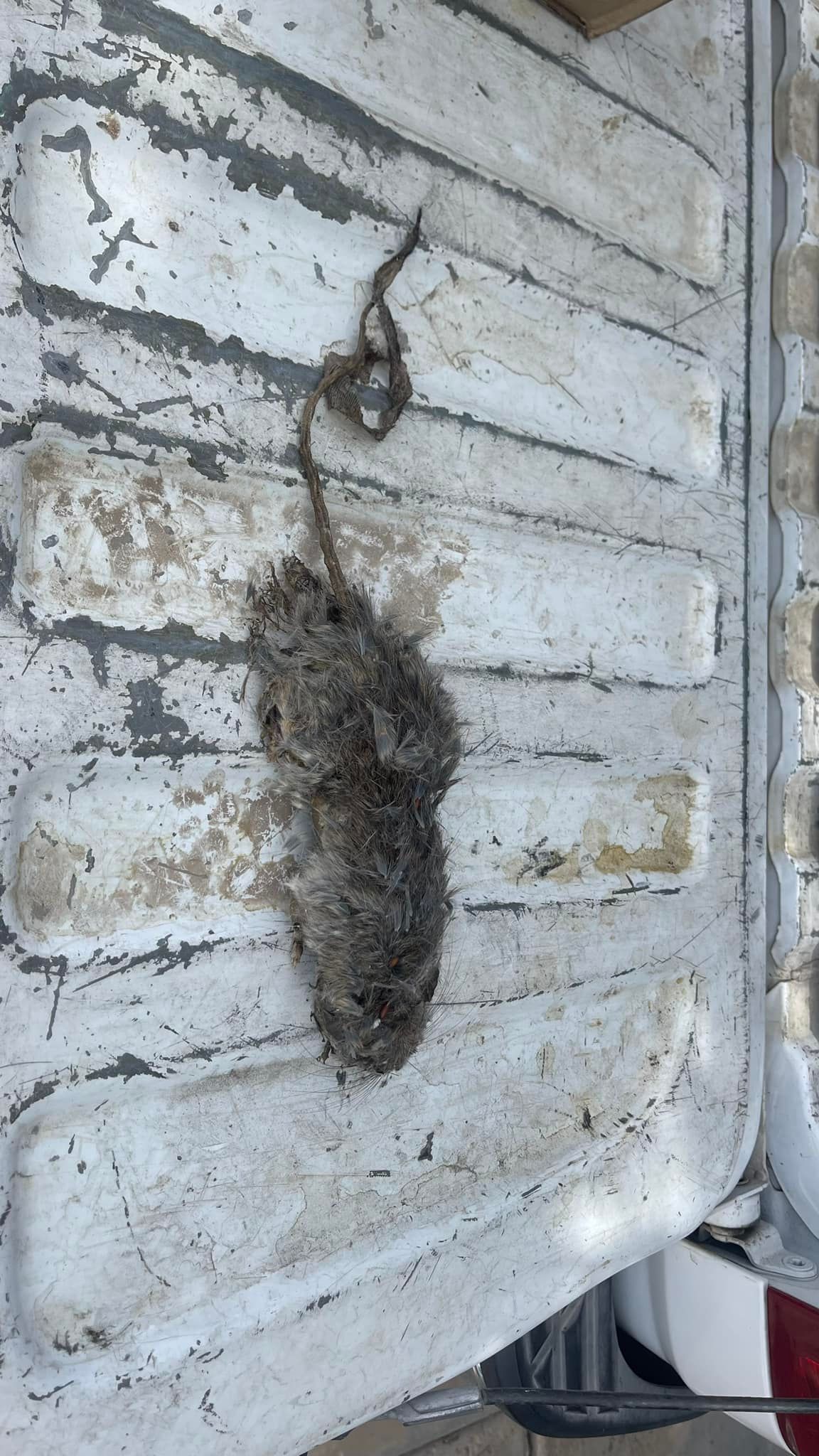 A rat is laying on top of a white container.