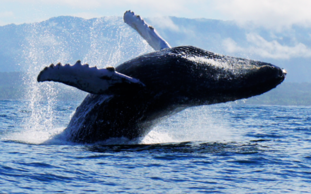 Salto ballena