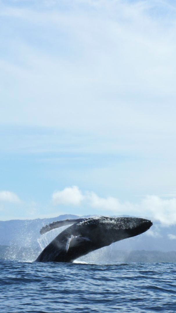 A humpback whale breaching from the ocean with mountains and a cloudy sky in the background