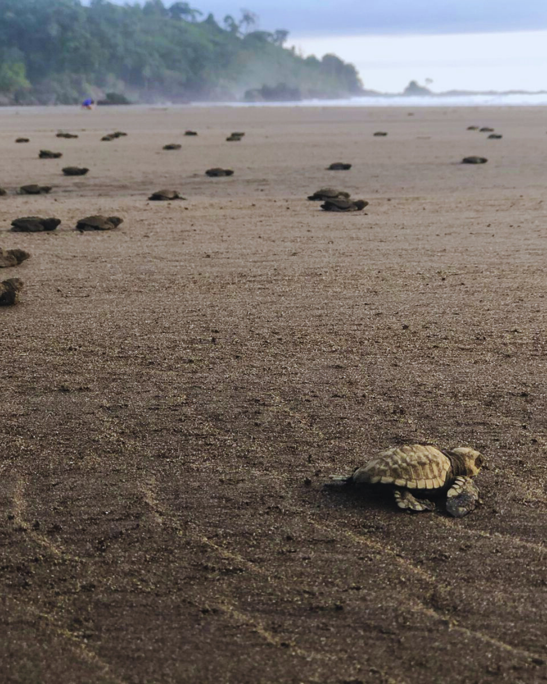 Liberaciòn Tortugas