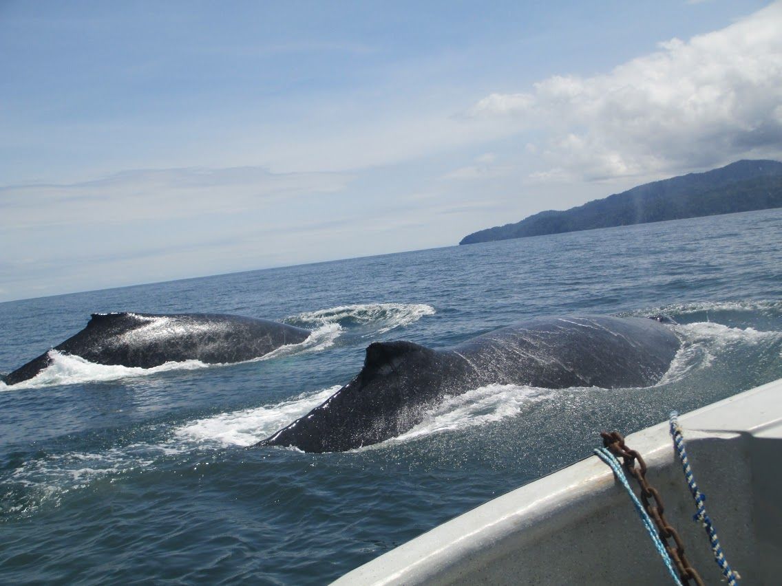 Lomos ballenas